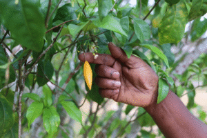 L’Iboga, plante sacrée du Gabon : entre héritage spirituel et espoir thérapeutique