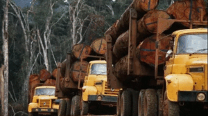 Ogooué-Lolo : Entre forêts luxuriantes et traditions vivantes