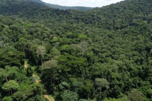 Forêts gabonaises : la France investit 11 milliards FCFA pour un partenariat vert stratégique