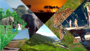 Protection de la faune au Gabon : 700 millions FCFA pour préserver les animaux