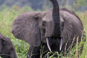Coexistence homme-éléphant au Gabon : protéger les cultures pour préserver la biodiversité