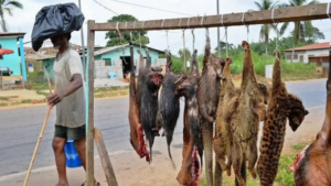 Protection de la faune : le Gabon face au défi sensible de la viande de brousse
